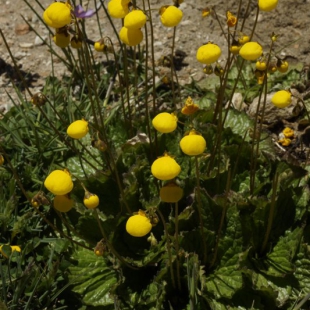 Calceolaria filicaulis